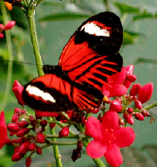 Red-Black-Butterfly