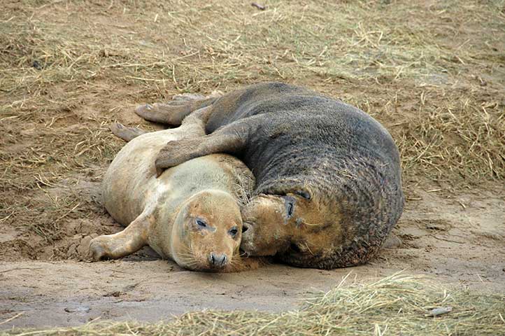 greysealmating